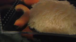 『サンゴノフトヒモ』と『ダーリアイソギンチャク』 (アクアワールド茨城県大洗水族館) 2017年10月21日