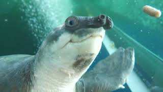 Fly river turtle | Skyside Garden (átoa, Hyogo, Japan) October 30, 2021