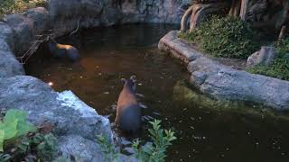 アメリカバク (上野動物園・真夏の夜の動物園) 2018年8月10～16日