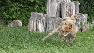 Raccoon Dog Hokkaido & Ezo red fox (Northern Fox Ranch, Hokkaido, Japan) June 27, 2019