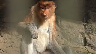 Long-nosed monkey (Yokohama Zoological Gardens 
