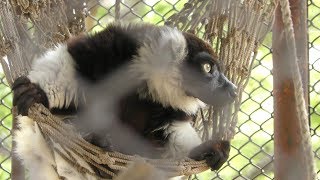 Ruffed lemur (Himeji city zoo, Hyogo, Japan) June 6, 2019