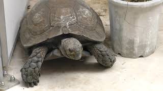 Asian brown tortoise