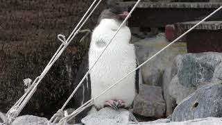 キタイワトビペンギンの子供 (京急油壺マリンパーク) 2018年2月25日