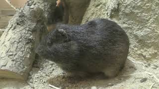 Brazilian guinea pig