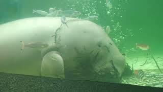 ジュゴン の『セレナ』 (鳥羽水族館) 2022年8月13日