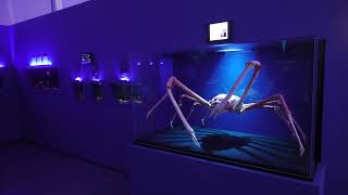 Floor E 深海の幼魚を科学する (幼魚水族館) 2022年7月31日