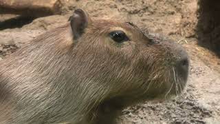 Capybara (Osaka Aquarium KAIYUKAN, Osaka, Japan) October 1, 2021