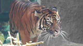 Sumatran tiger (KOBE ANIMAL KINGDOM, Hyogo, Japan) October 24, 2021