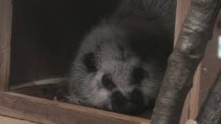 Northern Luzon giant cloud rat (Higashiyama Zoo and Botanical Gardens, Aichi, Japan) July 22, 2021