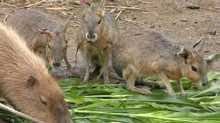 Capybara & Mara in the meal (KAMINE ZOO, Ibaraki, Japan) October 21, 2017