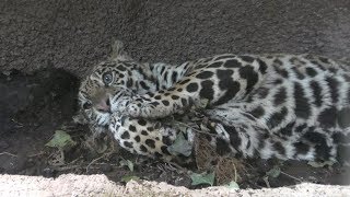 Jaguar (Nasu Animal Kingdom, Tochigi, Japan) April 29, 2018