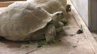 African spurred tortoise (KAMINE ZOO, Ibaraki, Japan) December 4, 2018