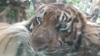 Sumatran tiger (KOBE ANIMAL KINGDOM, Hyogo, Japan) July 14, 2023