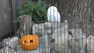 Snowy owl (Oji Zoo, Hyogo, Japan) October 27, 2019