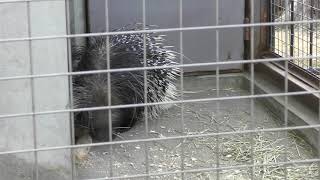 Crested porcupine (Himeji city zoo, Hyogo, Japan) February 16, 2019