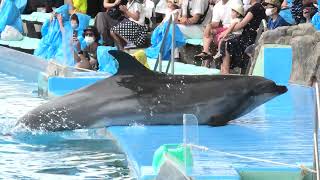 Dolphin show (Port of Nagoya Public Aquarium, Aichi, Japan) July 23, 2021
