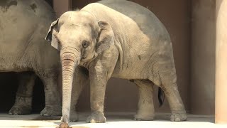 Asian elephant (, Japan) July 22, 2021