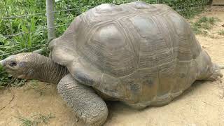 Aldabra giant tortoise (Neo Park Okinawa, Okinawa, Japan) May 9, 2019