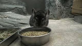 Long-tailed chinchilla (Higashiyama Zoo and Botanical Gardens, Aichi, Japan) July 22, 2021