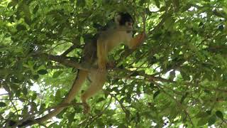 Squirrel Monkey (Izu Shaboten Zoo, Shizuoka, Japan) April 22, 2018