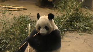 3頭の ジャイアントパンダ (上野動物園) 2018年10月14日