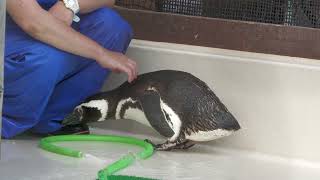 マゼランペンギン (神戸市立 須磨海浜水族園) 2023年5月31日