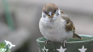 Baby Tree Sparrow Bird (Okhotsk Chipmunk Park, Hokkaido, Japan) June 28, 2019