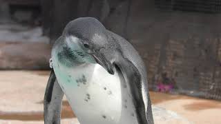フンボルトペンギンの子ども『バニラ』 (東武動物公園) 2018年5月6日