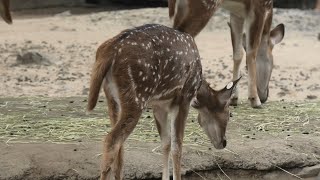 Axis deer (TOBU ZOO, Saitama, Japan) September 18, 2020