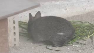メキシコウサギ (東山動植物園) 2017年11月18日