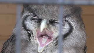 Verreaux's Eagle-owl (Nasu Animal Kingdom, Tochigi, Japan) April 29, 2018