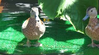 オシドリの池 (掛川花鳥園) 2022年7月30日