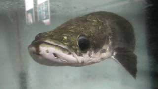 ピラルク の幼魚 (出の山淡水魚水族館) 2019年12月11日