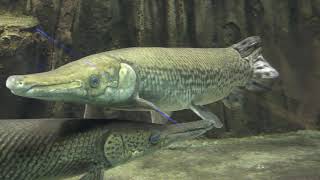 北米の魚 (さいたま水族館) 2018年12月9日
