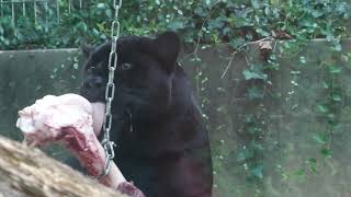 Jaguar Cattle (Oji Zoo, Hyogo, Japan) August 11, 2023