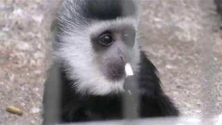 Baby Abyssinian colobus (Ueno Zoological Gardens, Tokyo, Japan) January 8, 2018