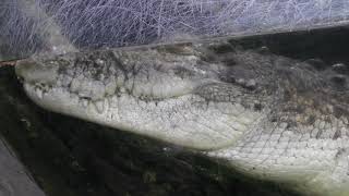 Salt-water crocodile (Ueno Zoological Gardens, Tokyo, Japan) October 29, 2017