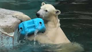 ホッキョクグマ の 『ホウちゃん』 (天王寺動物園) 2021年9月29日