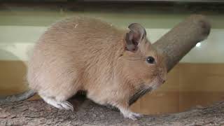 Degu (Urayasu Traffic Park, Chiba, Japan) August 4, 2023