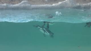 Humboldt penguin (Iida City Zoo, Nagano, Japan) January 19, 2019