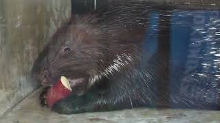 Indian crested porcupine (Oji Zoo, Hyogo, Japan) August 11, 2023
