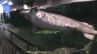 7-1 古代魚と魚の進化 (琵琶湖博物館 水族展示室) 2019年10月30日