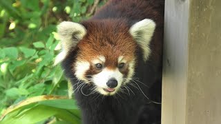 シセンレッサーパンダ の『野花』 (神戸市立 王子動物園) 2020年8月4日