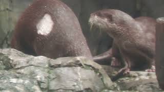 コツメカワウソ (海遊館) 2022年8月12日