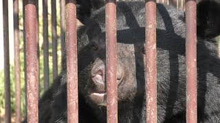 Asian black bear (Okayama Ikeda Zoo, Okayama, Japan) February 26, 2019