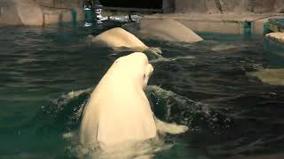 Beluga (Port of Nagoya Public Aquarium, Aichi, Japan) July 23, 2021