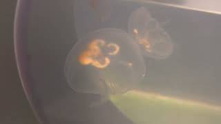 Asian Moon Jelly (Shikoku Aquarium, Kagawa, Japan) August 4, 2021