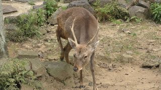Tsushima deer (Morikirara, Nagasaki, Japan) April 22, 2019