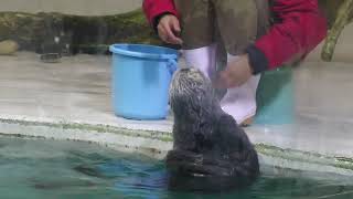ラッコ のお食事タイム (鳥羽水族館) 2022年7月17日